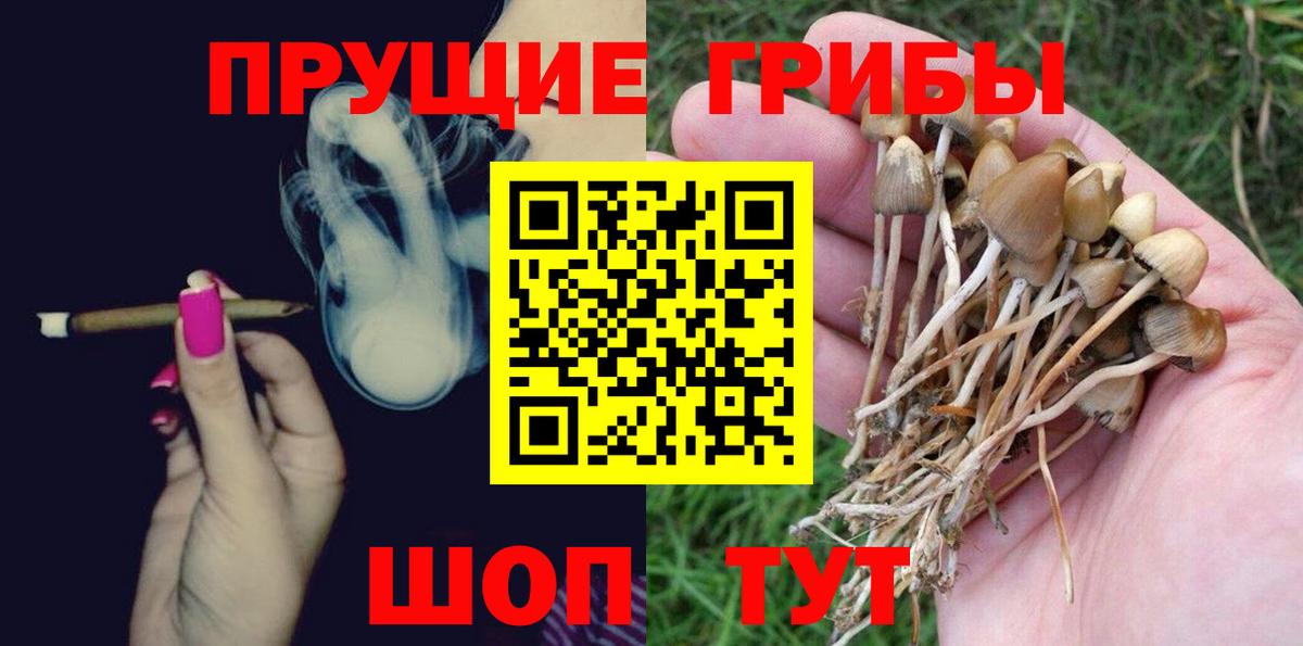 Галлюциногенные грибы Psilocybine cubensis Тверь